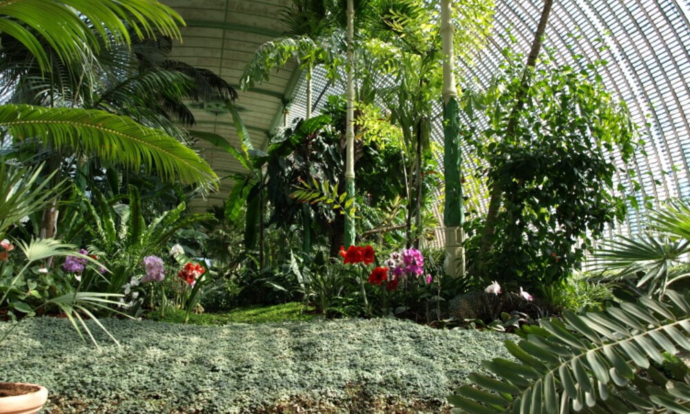 Greenhouse interior